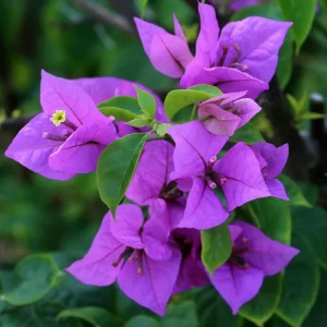 4 Pack Mixed Bougainvillea Live Plants 5-8
