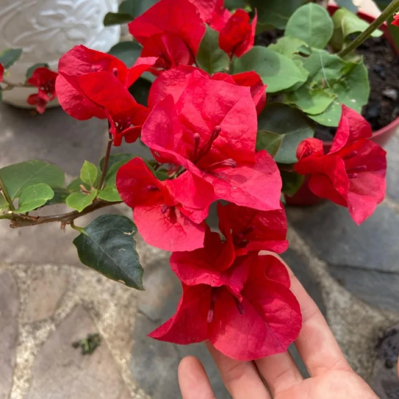 4 Pack Mixed Bougainvillea Live Plants 5-8" - Colorful Tropical Perennial Vine Outdoor - Image 6