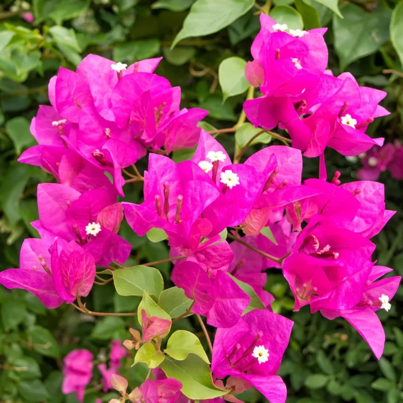 4 Pack Mixed Bougainvillea Live Plants 5-8" - Colorful Tropical Perennial Vine Outdoor - Image 7