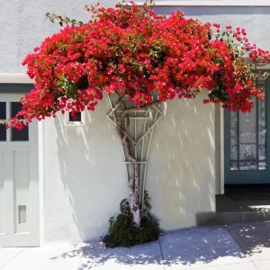 4 Pack Mixed Bougainvillea Live Plants 5-8