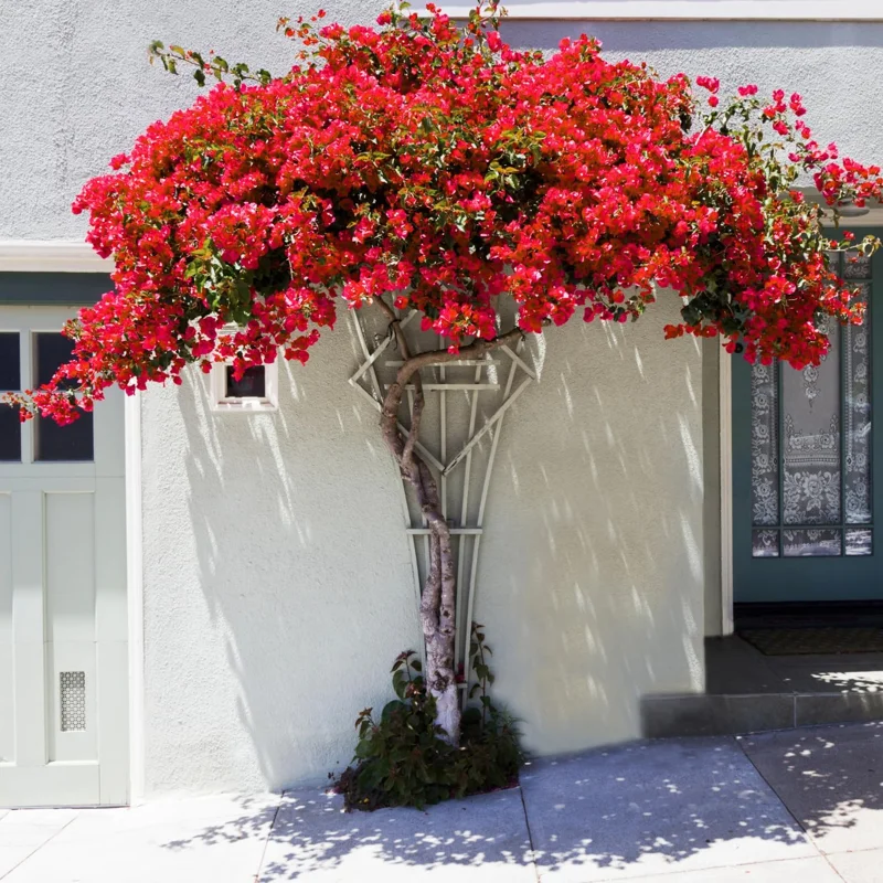 4 Pack Mixed Bougainvillea Live Plants 5-8" - Colorful Tropical Perennial Vine Outdoor - Image 8