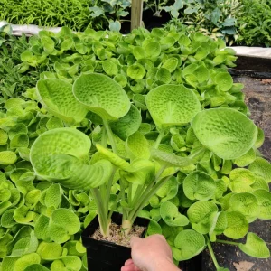 4 Plant Mystery Box - Live Plants Collection for Indoor & Outdoor - Image 2