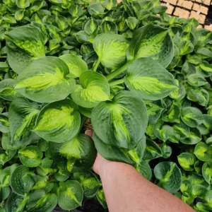 4 Plant Mystery Box - Live Plants Collection for Indoor & Outdoor - Image 3