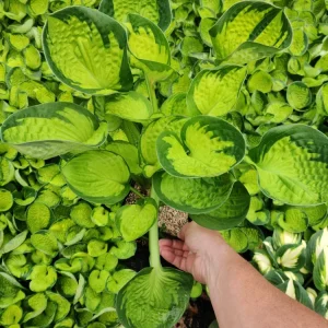 4 Plant Mystery Box - Live Plants Collection for Indoor & Outdoor - Image 4