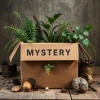 4 Plant Mystery Box - Live Plants Collection for Indoor & Outdoor - Image 1