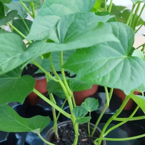 4 Purple Sweet Potato Live Plants – Stokes Variety – Purple Skin & Flesh – Rooted Vines in Pot - Image 2