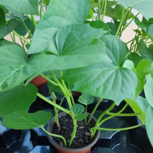 4 Purple Sweet Potato Live Plants – Stokes Variety – Purple Skin & Flesh – Rooted Vines in Pot - Image 3