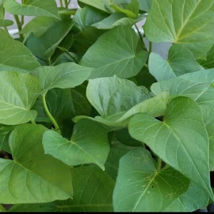 4 Purple Sweet Potato Live Plants – Stokes Variety – Purple Skin & Flesh – Rooted Vines in Pot - Image 4