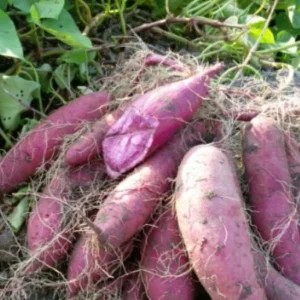 4 Purple Sweet Potato Live Plants – Stokes Variety – Purple Skin & Flesh – Rooted Vines in Pot - Image 5
