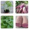 4 Purple Sweet Potato Live Plants – Stokes Variety – Purple Skin & Flesh – Rooted Vines in Pot - Image 1