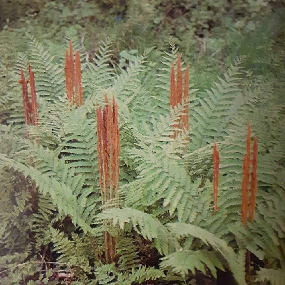 5 Cinnamon Fern Bareroots Hardy Marsh Fern osmundastrum cinnamomeum - Image 2