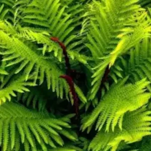 5 Cinnamon Fern Bareroots Hardy Marsh Fern osmundastrum cinnamomeum - Image 3