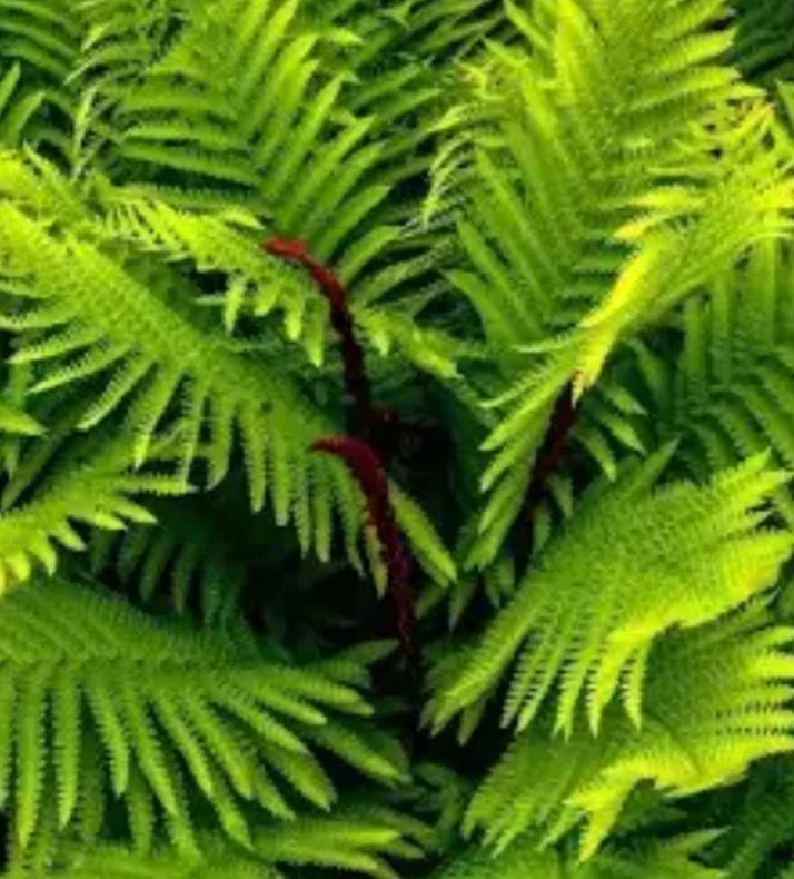 5 Cinnamon Fern Bareroots Hardy Marsh Fern osmundastrum cinnamomeum - Image 3
