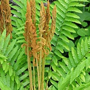 5 Cinnamon Fern Bareroots Hardy Marsh Fern osmundastrum cinnamomeum - Image 4