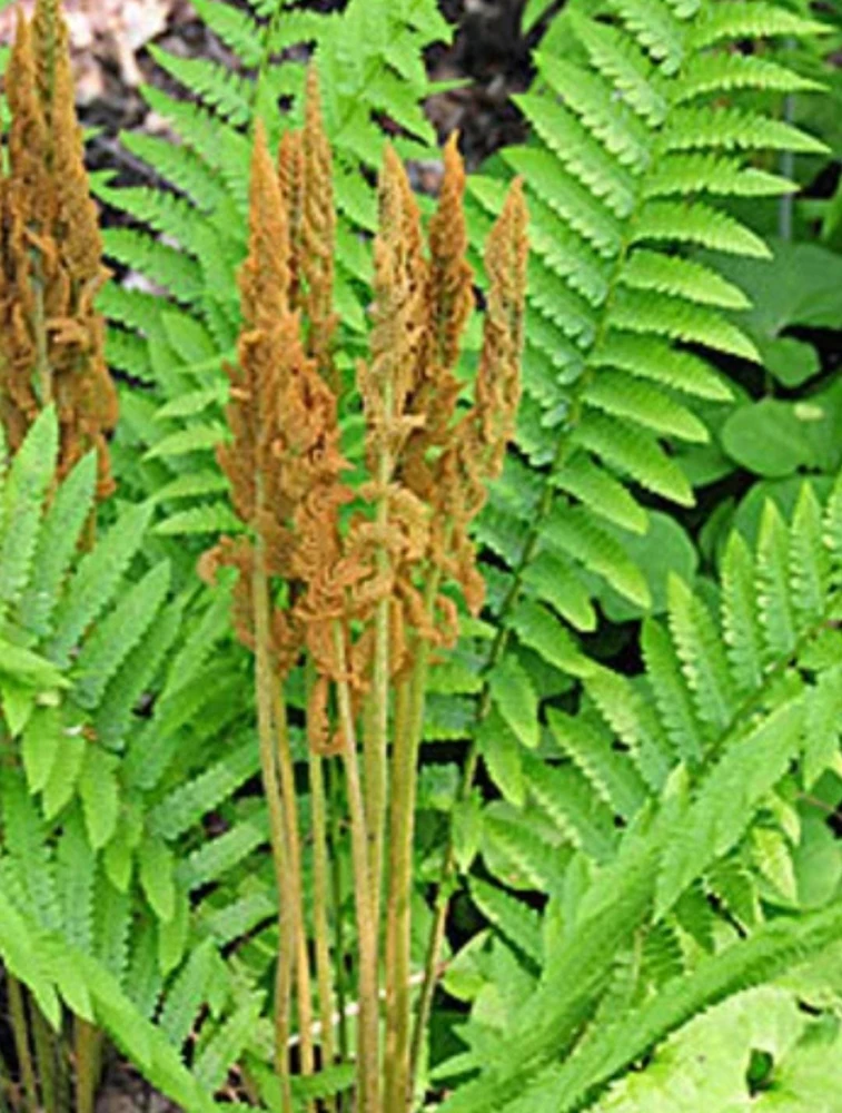 5 Cinnamon Fern Bareroots Hardy Marsh Fern osmundastrum cinnamomeum - Image 4