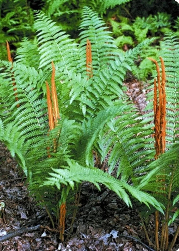 5 Cinnamon Fern Bareroots Hardy Marsh Fern osmundastrum cinnamomeum - Image 1