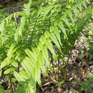 5 Glade Fern Rhizomes - Native Live Plant for Shade, 1-2 ft Tall, Zones 3-8 - Image 2