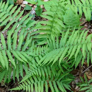 5 Glade Fern Rhizomes - Native Live Plant for Shade, 1-2 ft Tall, Zones 3-8 - Image 3