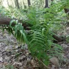 5 Glade Fern Rhizomes - Native Live Plant for Shade, 1-2 ft Tall, Zones 3-8 - Image 1