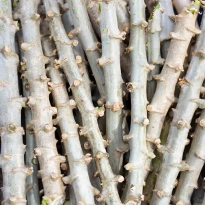 5 Sweet Yuca Cassava Cuttings for Planting - Edible Vegetable Plant - Image 2