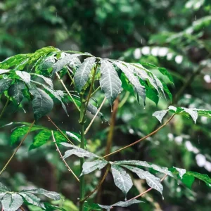 5 Sweet Yuca Cassava Cuttings for Planting - Edible Vegetable Plant - Image 7