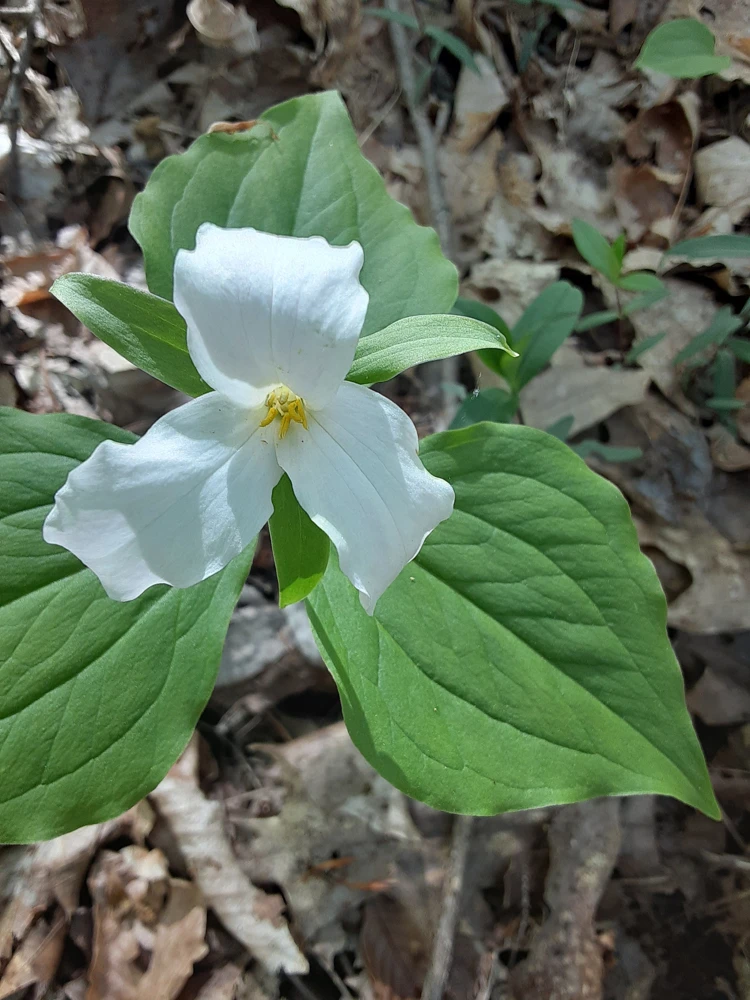 5 White Trillium Bulbs - Trillium Grandiflorum - Outdoor Flower Bulbs - Image 2