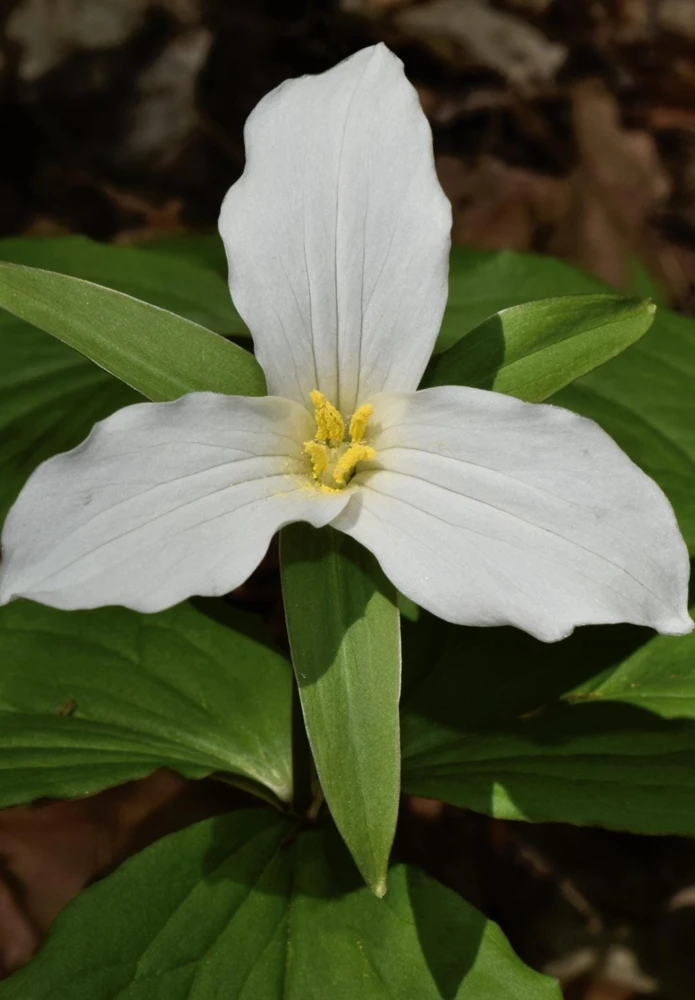 5 White Trillium Bulbs - Trillium Grandiflorum - Outdoor Flower Bulbs - Image 1