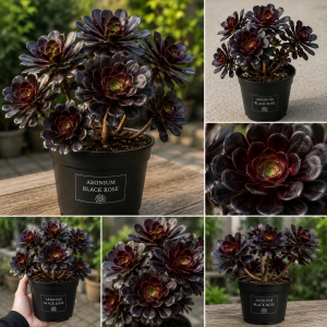 Aeonium Black Rose Live Succulent Plant - 2 inch Pot - Indoor/Outdoor