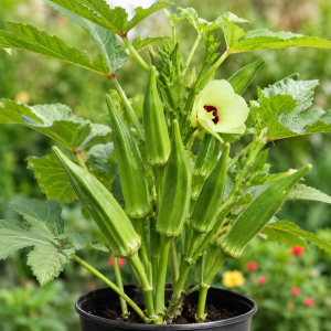 2 Green Okra Live Plants, 4-6 Inch Tall, Potted Starter Vegetable Plants