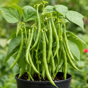 Green Bean Live Plant - 3-6 Inch Tall Bush Seedlings in 4 Inch Pot for Outdoor Gardening