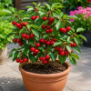 Rainier Sweet Cherry Tree Live Plant, Cold Hardy Cherry Tree, 1.5-2.5 Ft | 2 Year Old, Summer Fruit, Spring Blossoms, Backyard Orchard, Well-Rooted Tree, Home Garden, Cold Hardy, Patio Containers