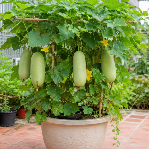 Long Winter Melon Live Plant - 8 Inches Tall, 4 Inch Pot, Outdoor Vegetable Vine