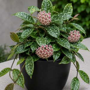 Hoya Splash Live Plant – Rare Houseplant Potted – 4 inch Pot, 4-7 inches Tall