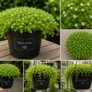 Irish Moss Live Plant 4 Inch Pot - Green Ground Cover Outdoor
