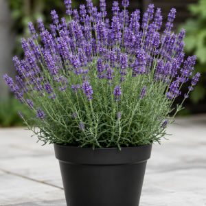 40 Plants Mix Lavender Plants Live Lavender Flower Plant Lavandula x Intermedia Fragrant Flowers Seedling 4-6"Tall
