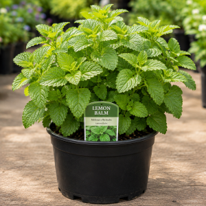 Lemon Balm Live Plant - Fragrant Herb, Well-Rooted, 5-7 Inches Tall, Indoor/Outdoor