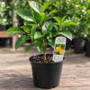 Meyer Lemon Tree Live Plant - Starter Citrus Fruit 4" Pot, 1-2" Tall
