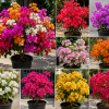 4 Pack Mixed Bougainvillea Live Plants 5-8" - Colorful Tropical Perennial Vine Outdoor