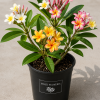3 Mixed Plumeria Cuttings - Tropical Frangipani Live Plant, Ready to Root, Outdoor Growing