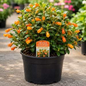 Goldfish Plant Live Houseplant – Trailing Vine, Orange Blooms, 7 inches Tall