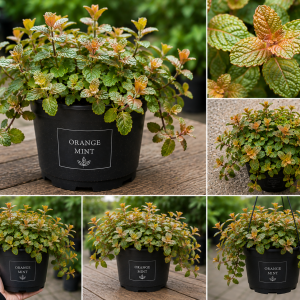 Orange Mint Live Plant - 3.5 Inch Pot, 5 Inches Tall Herb for Indoor/Outdoor