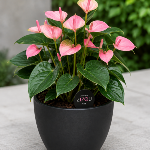 Pink Anthurium Zizou Live Plant – Tropical Flowering Houseplant – 4 Inch Pot