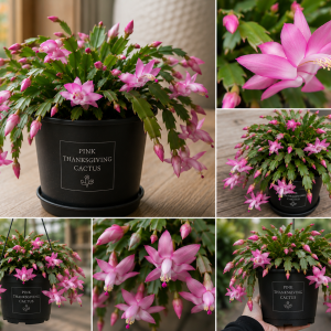 Pink Thanksgiving Cactus Live Plant – Zygocactus Houseplant – Pink Flower – 4 Inch Pot