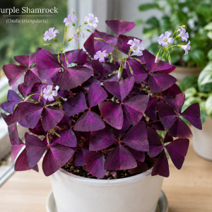 Oxalis Triangularis Live Plant - Purple Shamrock Plant, 4 Inch Pot, Houseplant