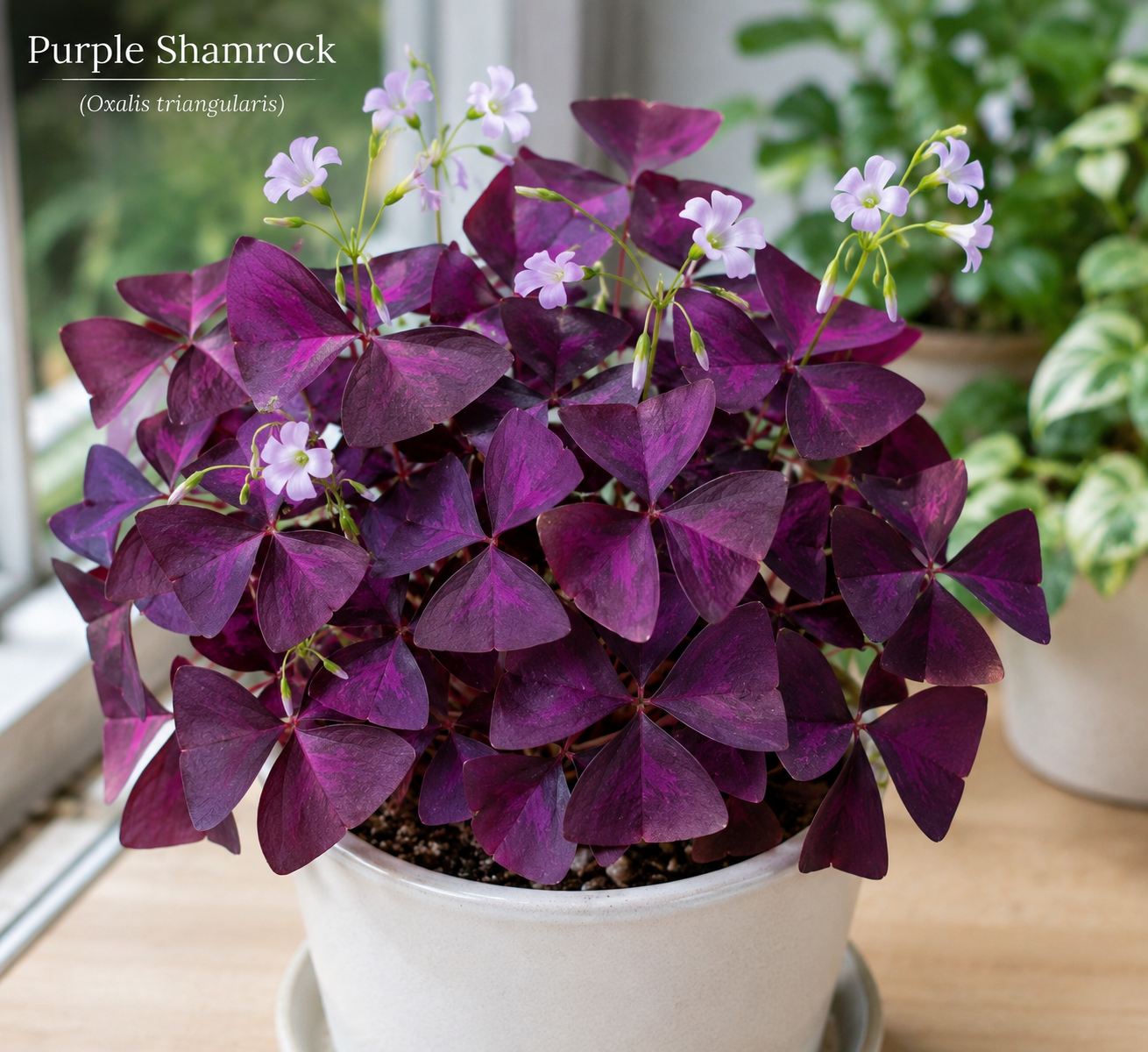 Purple Shamrock Live Plant – 3.5 Inch Pot – Indoor & Outdoor Foliage