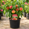Peach Tree Live Plant – Sweet Fruit Tree, Up to 2 Ft Tall – Outdoor Garden & Patio