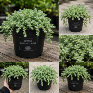 Sedum Dasyphyllum Live Succulent Plant - 2 Inch Pot, Compact Indoor