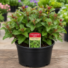 Strawberry Mint Live Plant - 4 Inch Pot, Aromatic Herb for Indoor/Outdoor