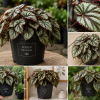 Striped Begonia Live Plant, 4 Inch Pot, Colorful Foliage Houseplant