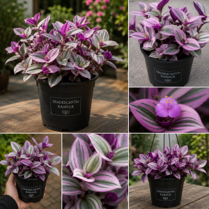 Pink Wandering Jew Live Plant - Tradescantia Nanouk Indoor Houseplant